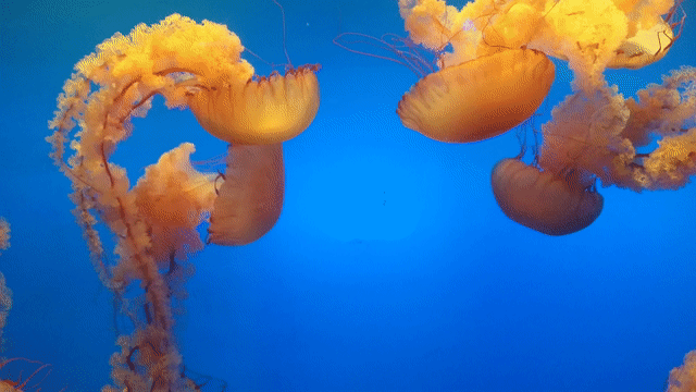 Animated video of jelly fish